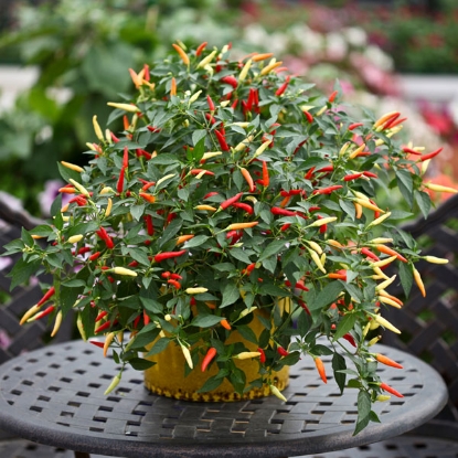 Picture of Basket Of Fire F1 Chilli Pepper